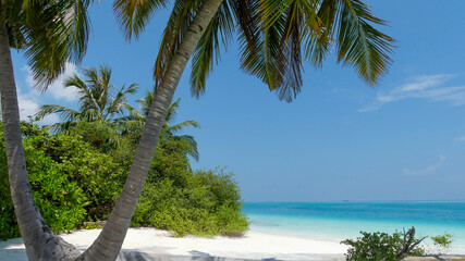 Eine Palme vor einem einsamen und idyllischen Strand sowie dem kristallklarem Meer auf einer exklusiven Insel der Malediven