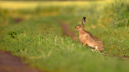 A hare sits sideways on a road with grass in a field on a sunny summer day.