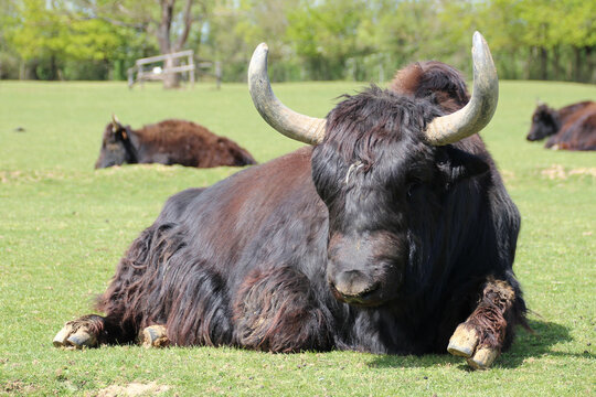 yak in a zoo in france