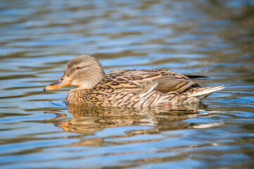 Photo of a lonely duck on the river