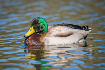 Photo of a lonely duck on the river