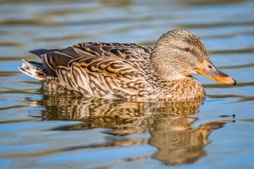 Photo of a lonely duck on the river