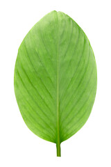 Green leaf (Lotus Zenjia, Kaempferia, Krachai) isolated on white background.