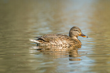 Photo of a lonely duck on the river