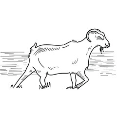 goat sketch line art for design 