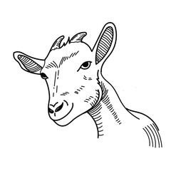 goat sketch line art for design 