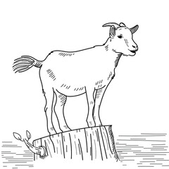goat sketch line art for design 
