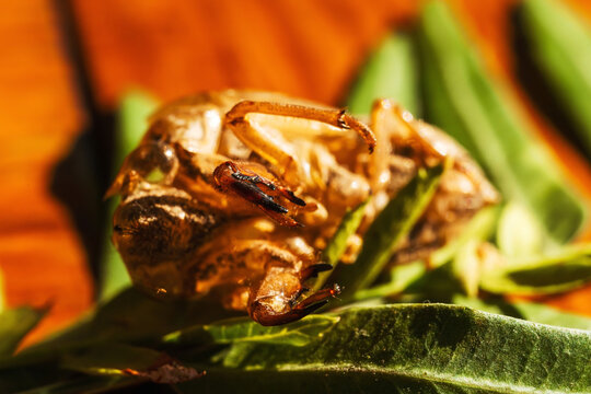 cicada on green leaves. moulting cicada carapace. protective shell of the cicada