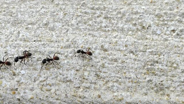 black ants moving on the ground