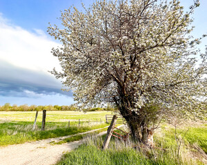 An old blooming apple tree next to a rustic fence and farm field with clouds and blue sky.