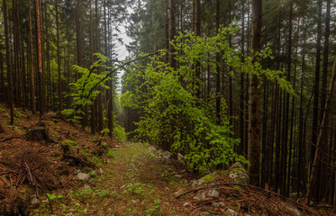 Obraz premium Stream in the spring forest is full of water after the heavy rain
