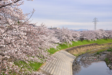 秋篠川の桜並木