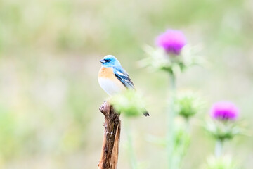 Lazuli Bunting 