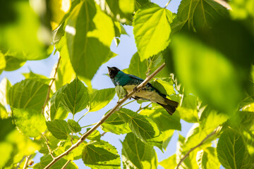 Um pássaro de cor azul empoleirado em um galho de uma árvore frondosa. Sai-andorinha macho (Tersina viridis).