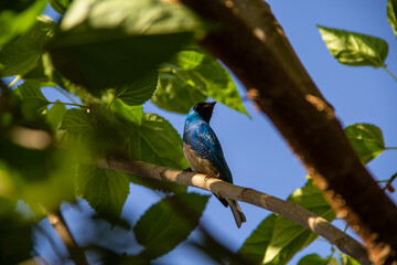 Um pássaro de cor azul empoleirado em um galho de uma árvore frondosa. Sai-andorinha macho (Tersina viridis).