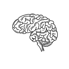 brain internal human organ