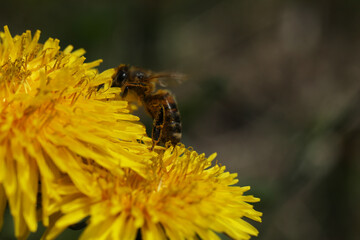 small bee on the dandelion flower