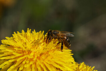 small bee on the dandelion flower