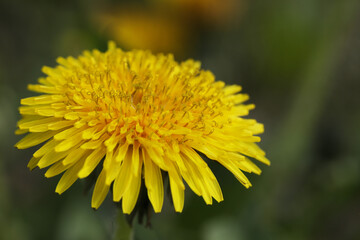 dandelions close-up