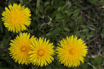 dandelions in the grass