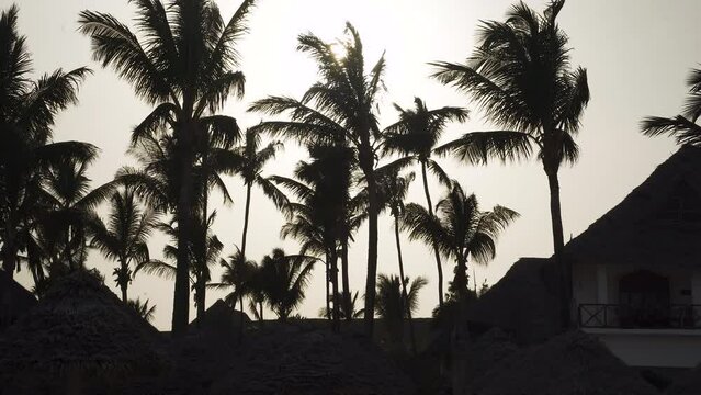 Silhouette of windblown palm trees above bungalows against sunlight.