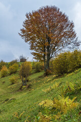 Fototapeta premium Cloudy and foggy day autumn mountains scene. Peaceful picturesque traveling, seasonal, nature and countryside beauty concept scene. Carpathian Mountains, Ukraine.