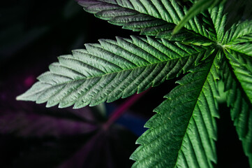 CBD medical cannabis