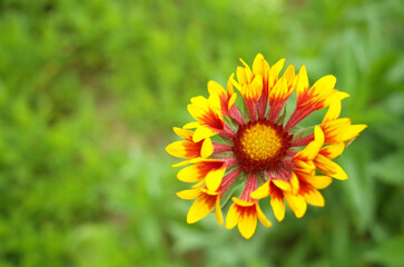変わった花びらのヤグルマテンニンギク