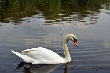 white swan swims in the lake