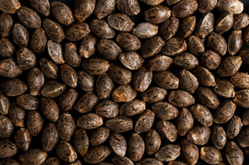 marijuana hemp seeds background