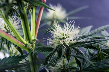 Naklejka na ściany i meble medicine weed cannabis flower