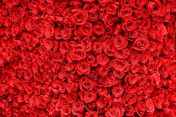 Blanket of red rose blossoms with rain drops. - obrazy, fototapety, plakaty