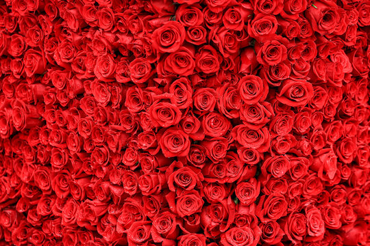 Blanket of red rose blossoms with rain drops.