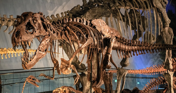 Fukui, Japan - February 22 2016: Tyrannosaurus Rex skeleton fossil at Fukui Prefectural Dinosaur Museum. T-rex is one of the largest carnivorous dinosaurs on earth