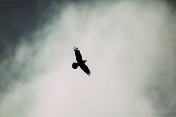 Unknown bird  flying