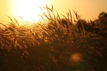 Reed grass flower in the sunset