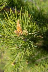 Naklejka na ściany i meble Beautiful soft focus, little, green pine cones on branches with needles. Small green pine cones at the ends of branches. The concept of protecting trees, planting trees, caring for nature