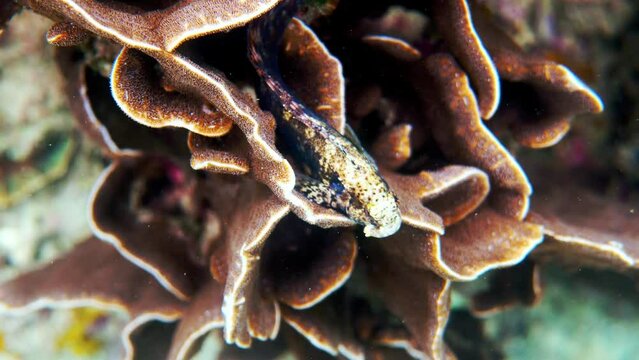 Underwater video of Fine-spotted blenny or Salarias guttatus hiding among coral reefs in Andaman Sea. Tropical sea fish on snorkeling or dive on island. Marine life of Thailand