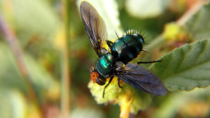 Macro view of Lucilia sericata, also known as the common green bottle fly, a blowfly found in the...