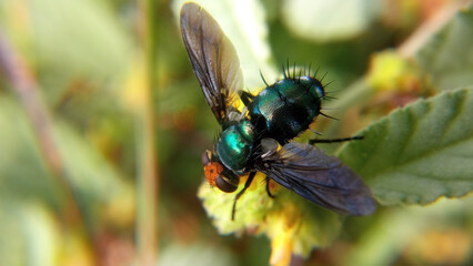 Macro view of Lucilia sericata, also known as the common green bottle fly, a blowfly found in the most areas of the world.