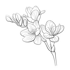 Freesia flower outline vector illustration.