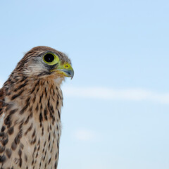 Portrait of a falcon sideways in the blue sky. The kestrel's muzzle looks away
