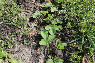 A young green strawberry bush.
