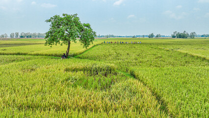 green field and blue sky - crop field in bangladesh- tree in rice fields 