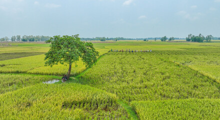 tree in the field - beautiful bangladesh landscape photo
