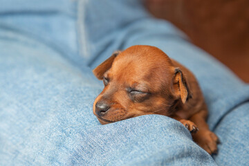 The muzzle of a sleeping puppy. A puppy sleeps on a person's lap The little dog 