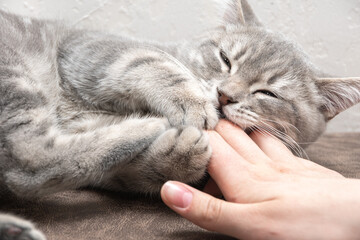 Angry kitten bites the owner's hand. A small playful gray kitten bites the hand of a caucasian woman. The kitten wants to play.
