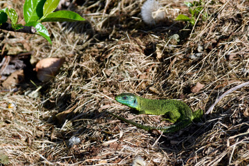 The handsome male of the green lizard, in the middle of the dry grass in search of his mate