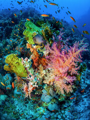 Underwater world. Coral reef Red Sea.