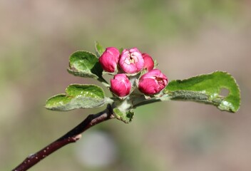 Piękne różowe pąki kwitnącej wiosną jabłoni - obrazy, fototapety, plakaty